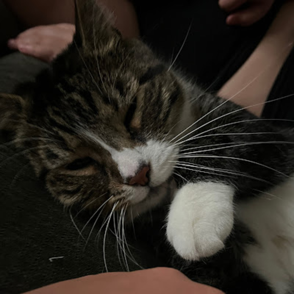 Meet your Posher, Clara